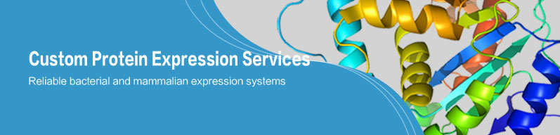 Custom Protein Expression Services