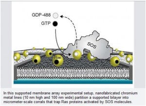 living cell signaling