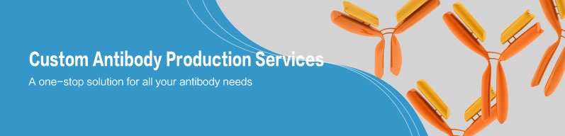 Custom Antibody Production Services Custom Antibody Production Services