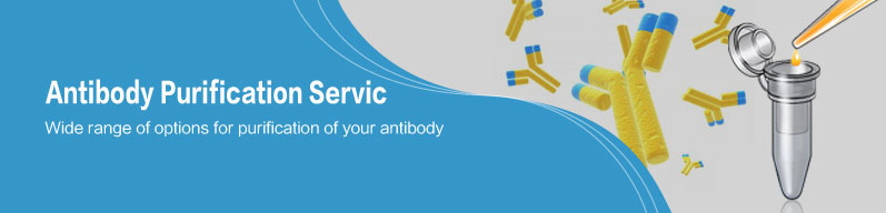 Antibody Purification Service