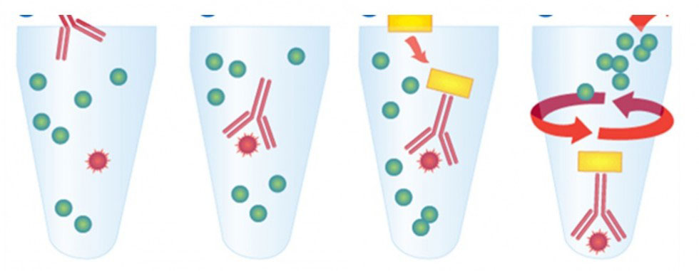 Immunoprecipitation Process