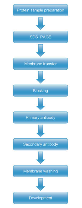 Western Blot Analysis Western Blot Analysis