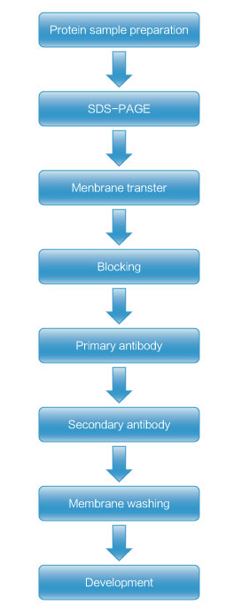 Western Blot Analysis